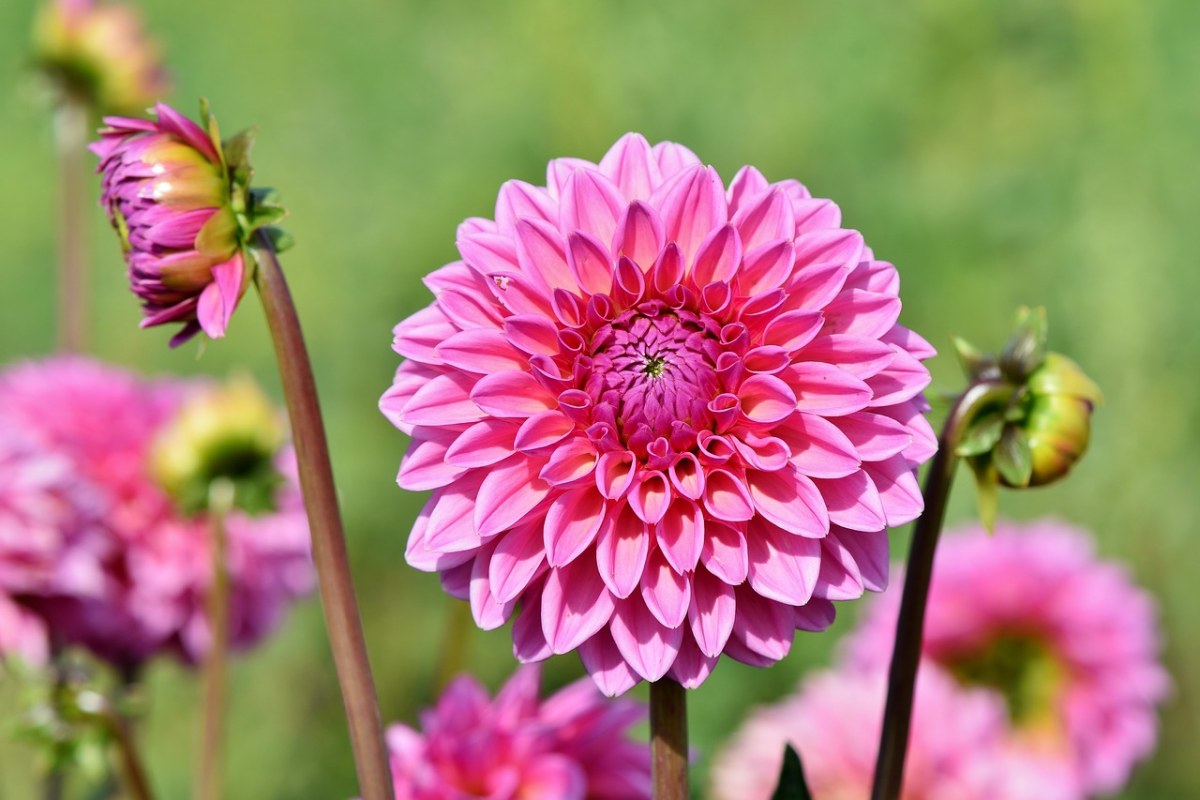 娇琴纱、大丽花蕾、花免费图片