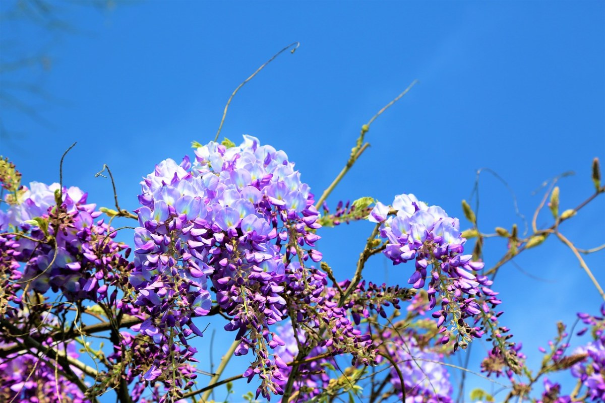 花卉、春、紫色免费图片