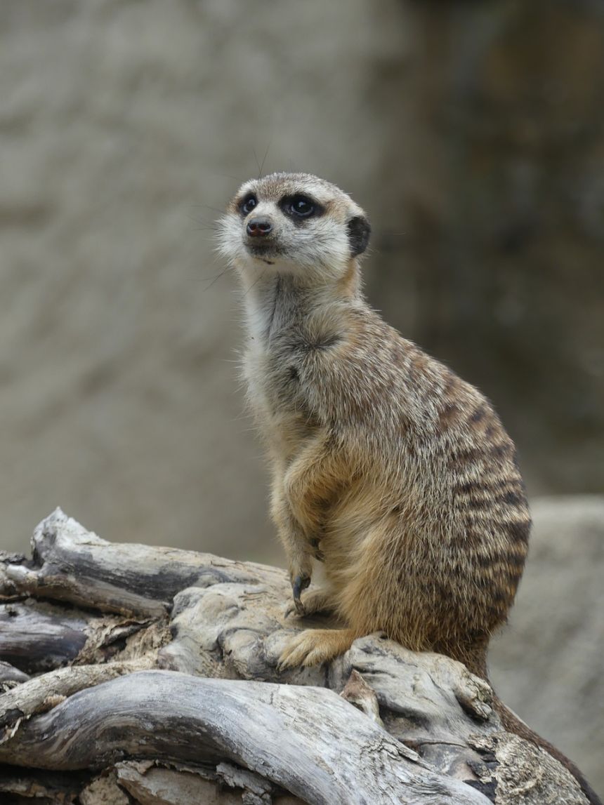 獴,野生动物,非洲