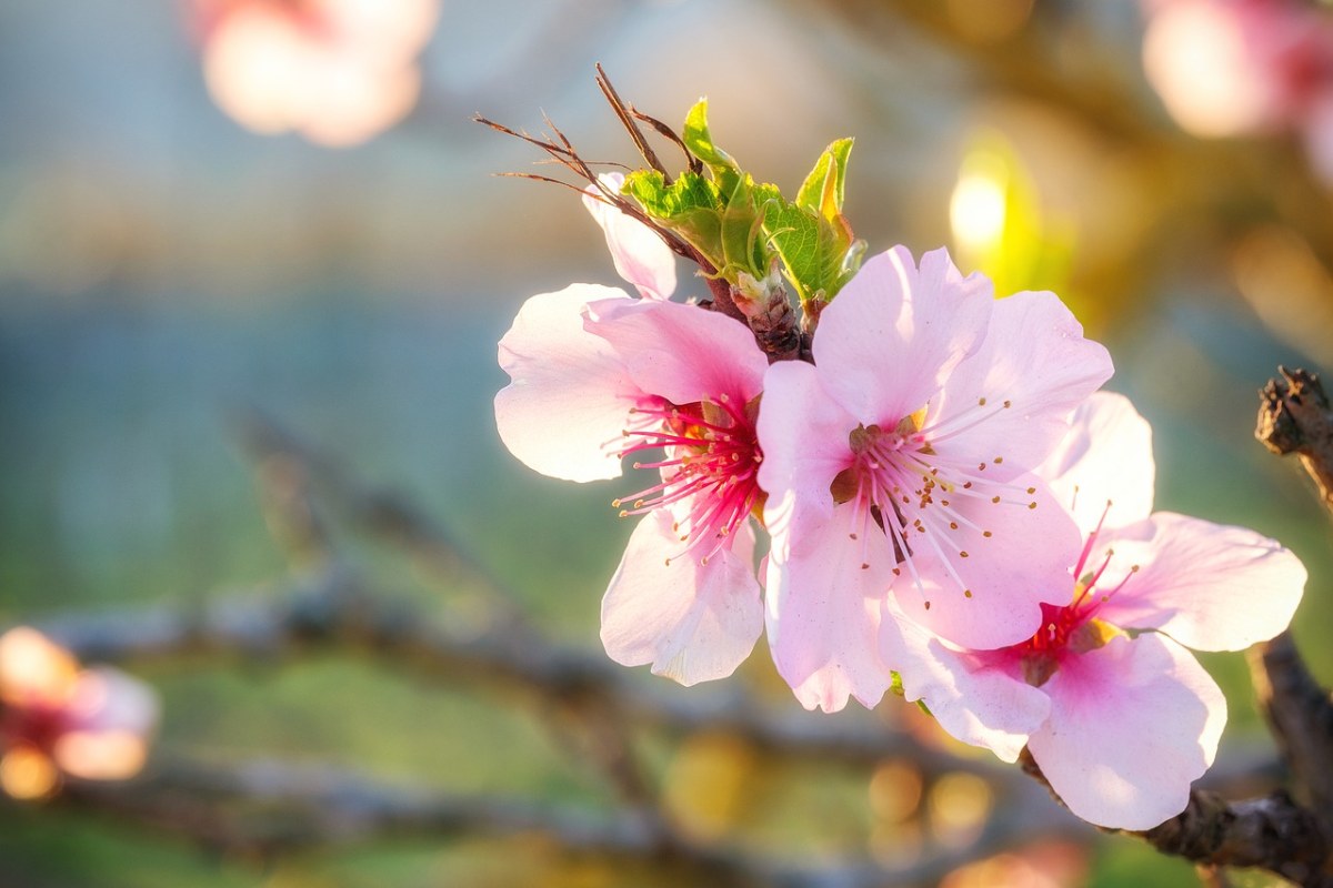 春天粉色的花免费图片