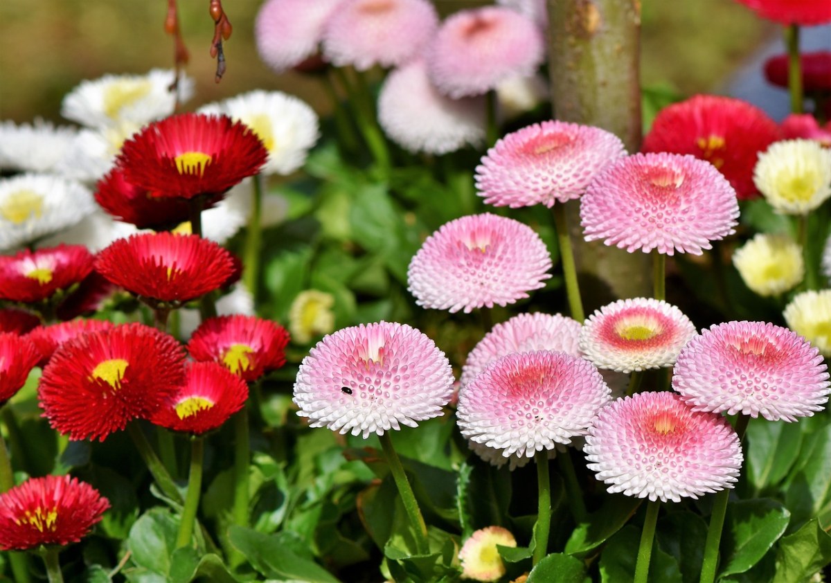 菊科花朵图片免费图片