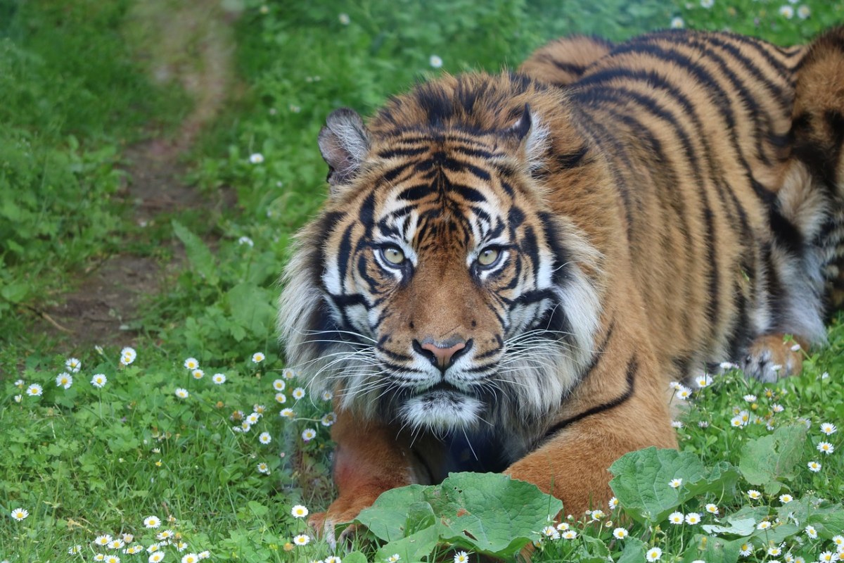 虎,動物園,野生動物