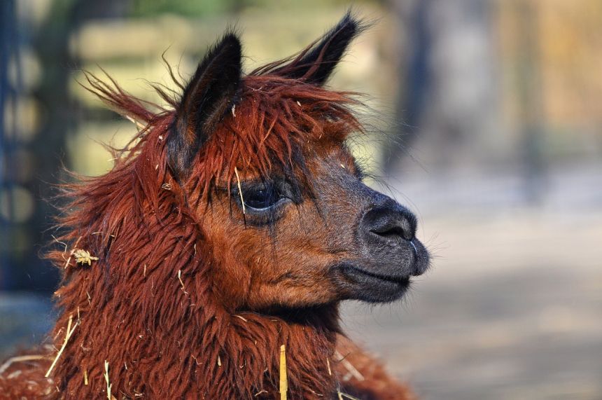 由mabelamber贡献发布在pixabay免费图片平台.授权:①可免费用于商业