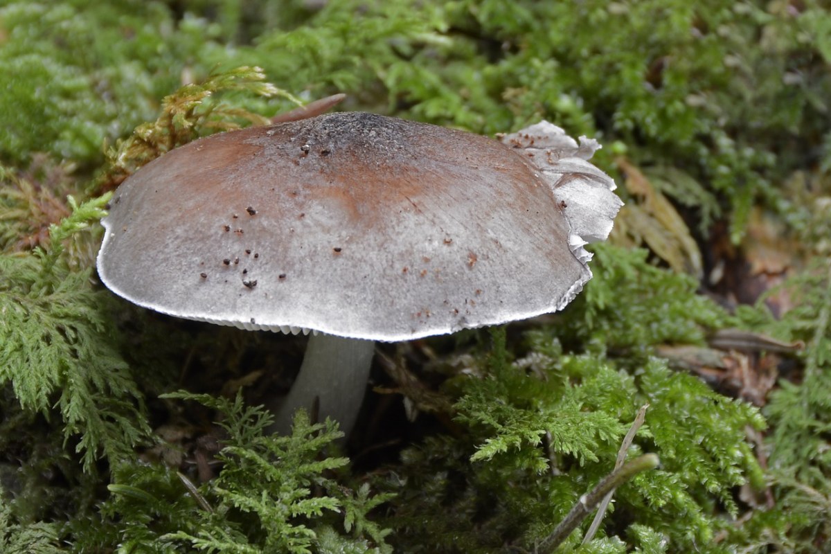 木耳状的蘑菇图片