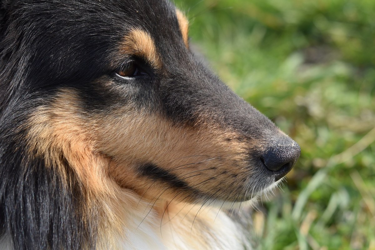 狗,枪口的狗,黑松露