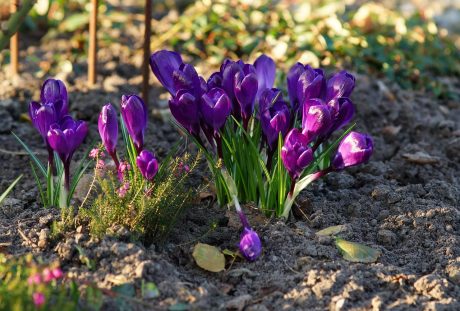 藏红花、紫、春天
