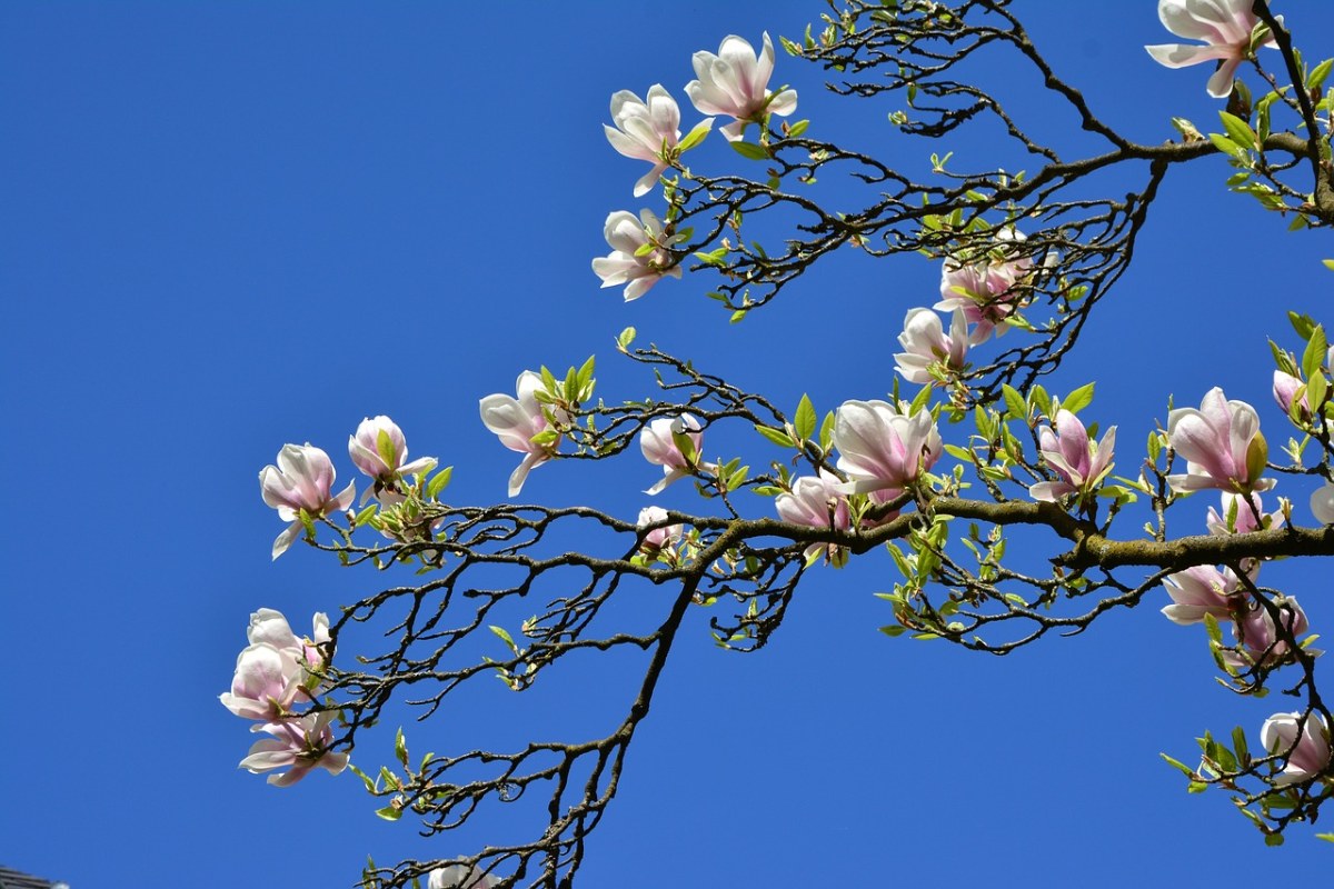 春天的白玉兰树免费图片