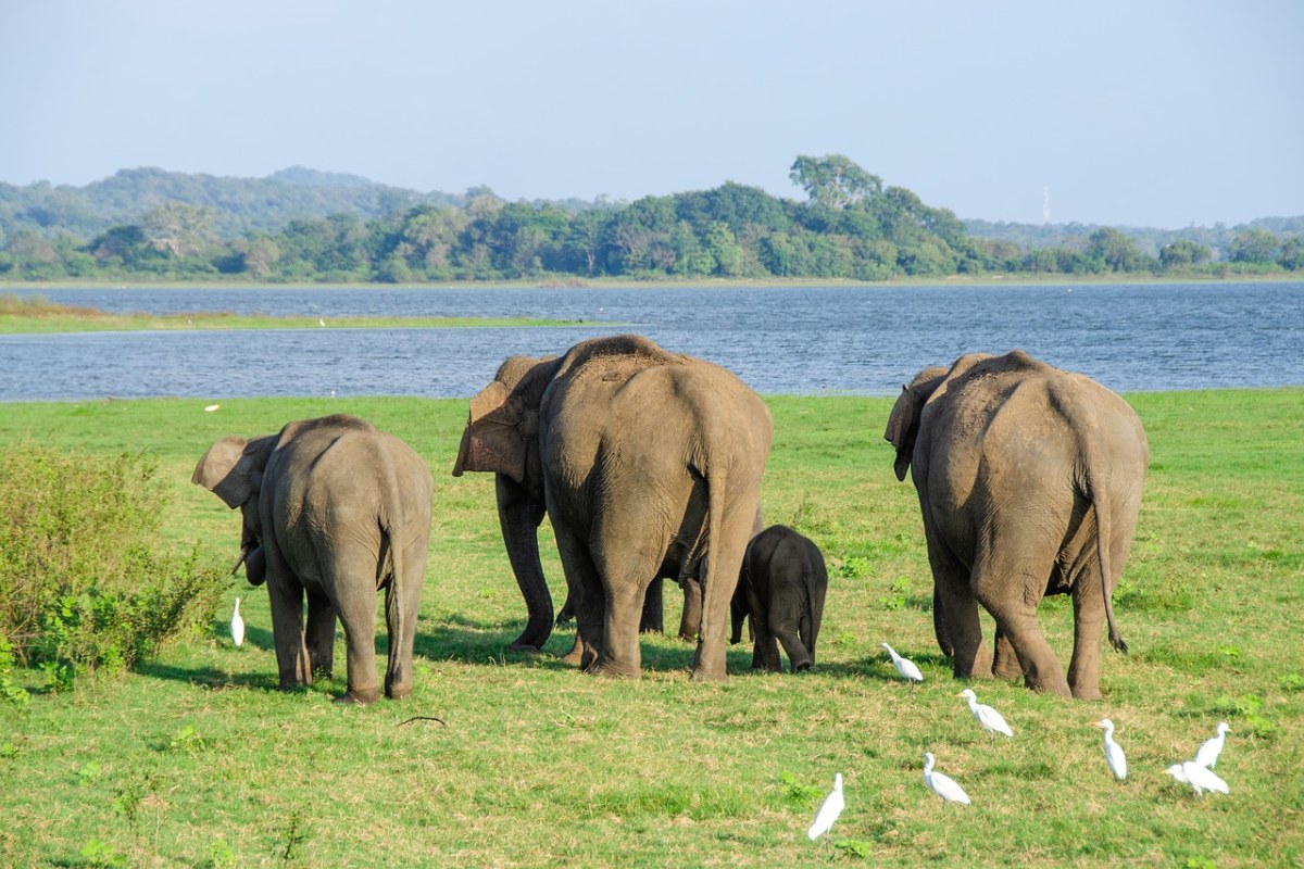 象、亚洲大象、斯里兰卡大象免费图片