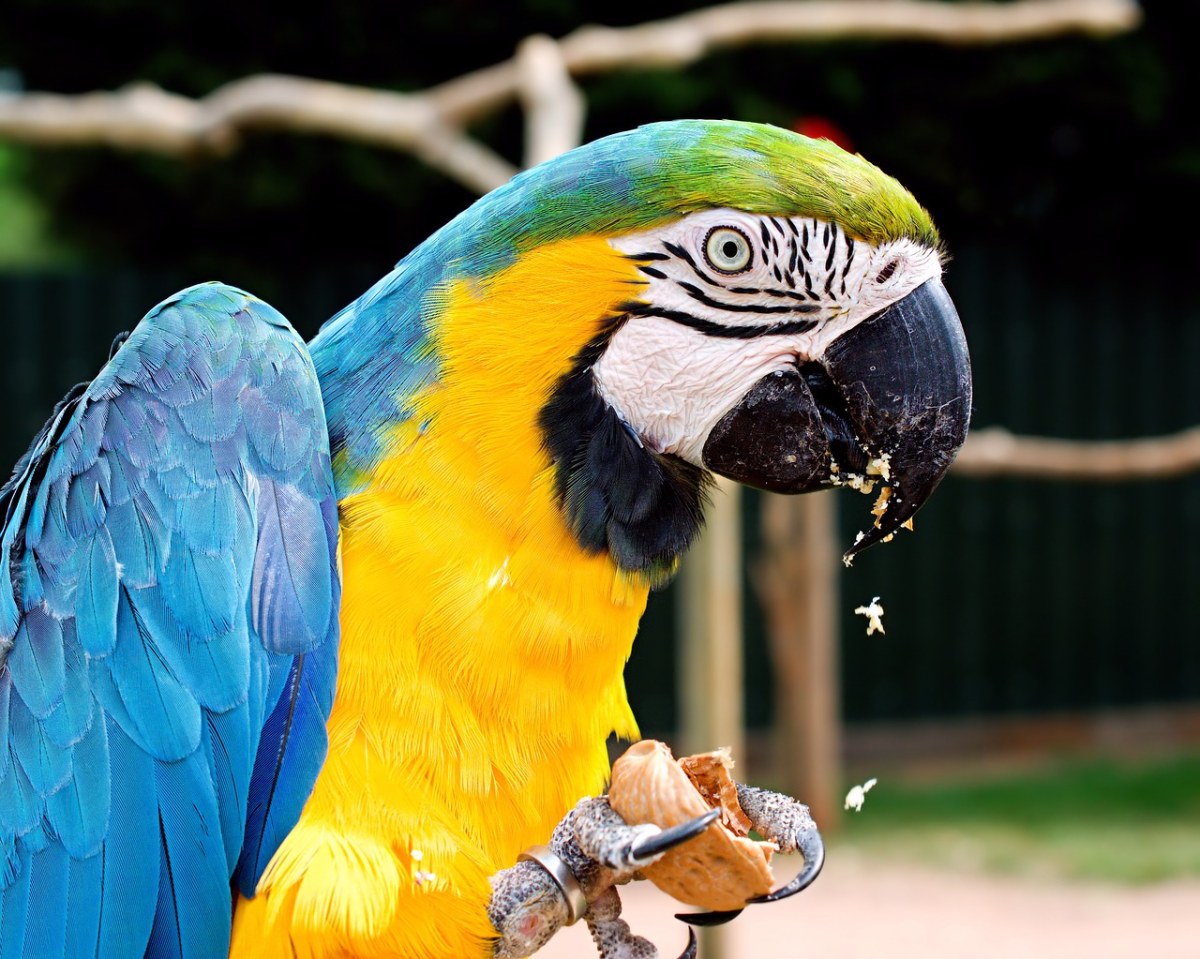 金刚鹦鹉、蓝色和黄色、鹦鹉免费图片