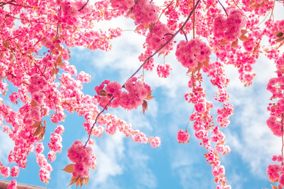 春暖花开时的粉色樱花免费图片