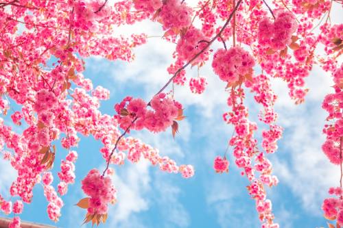 春暖花开时的粉色樱花