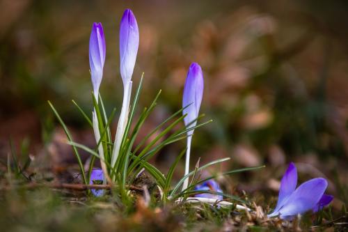 藏红花、花、草地