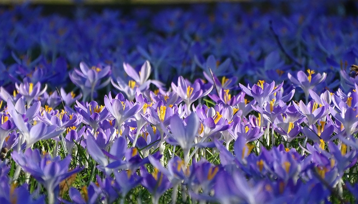 藏红花免费图片