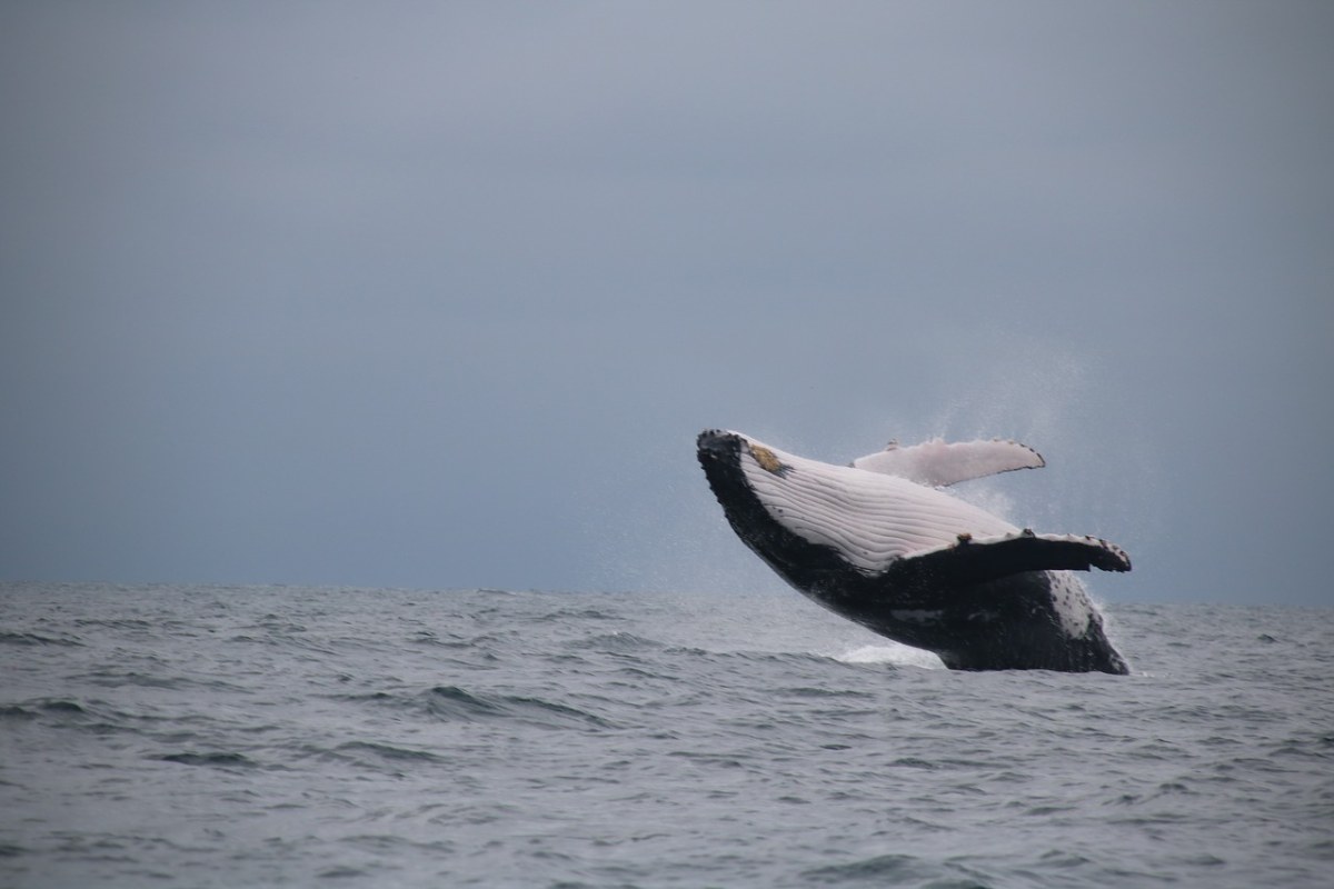鲸鱼、跳跃免费图片