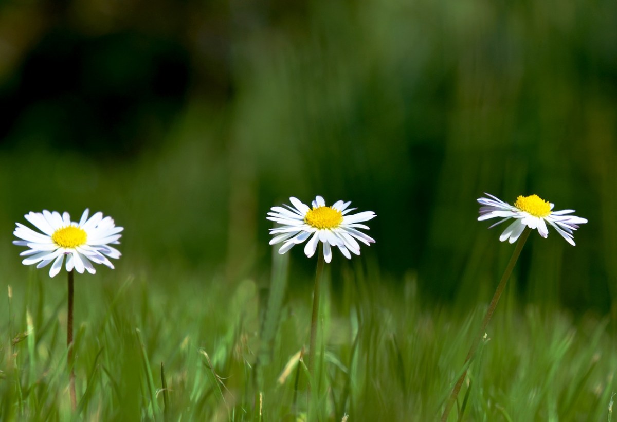 黛西、花卉、草甸免费图片