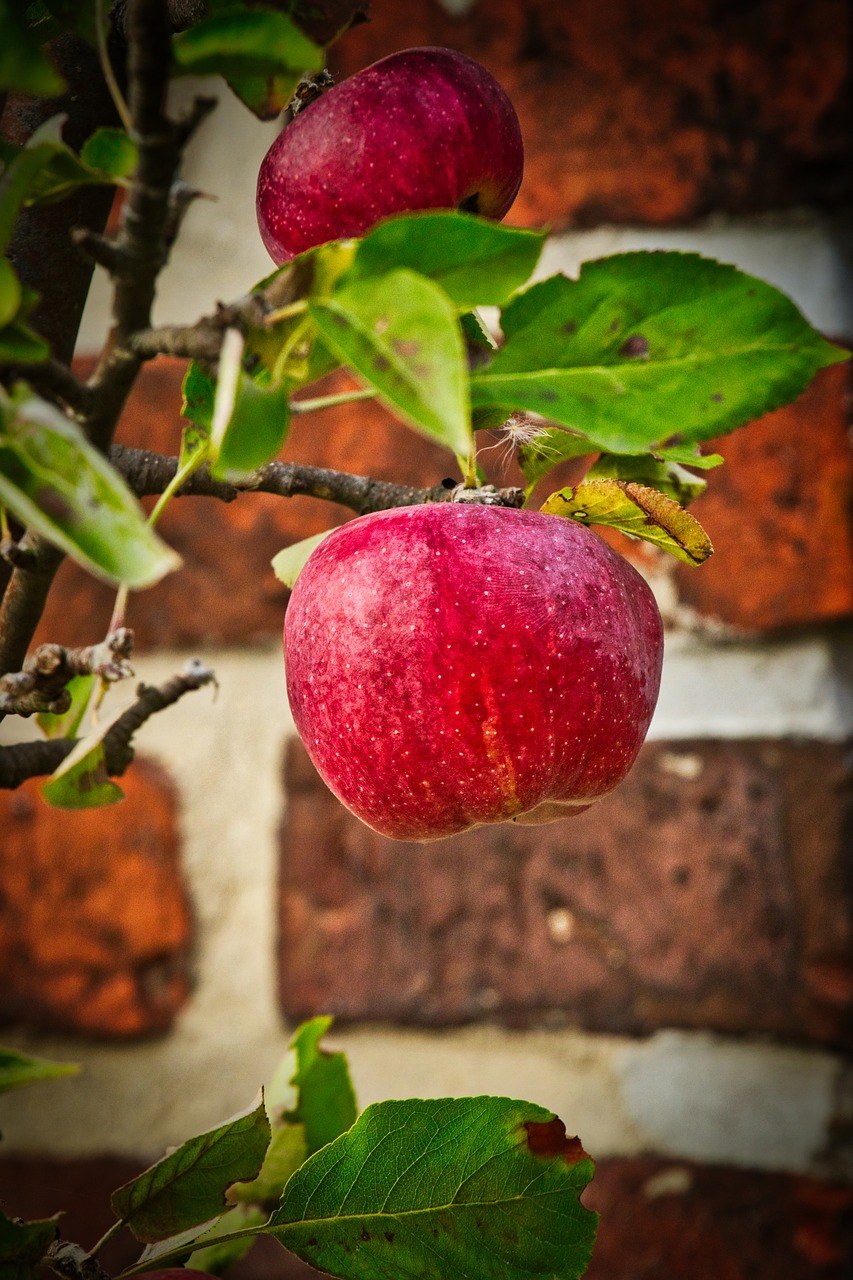 苹果、秋季、收获免费图片