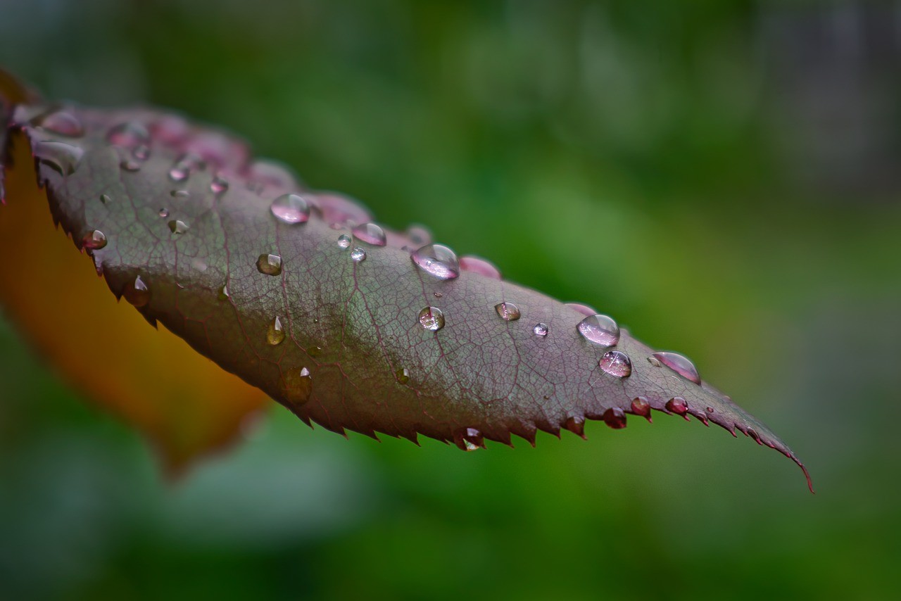 雨点,水滴,叶