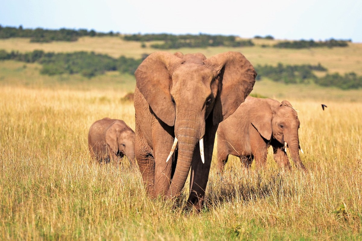 动物、大象、肯尼亚免费图片