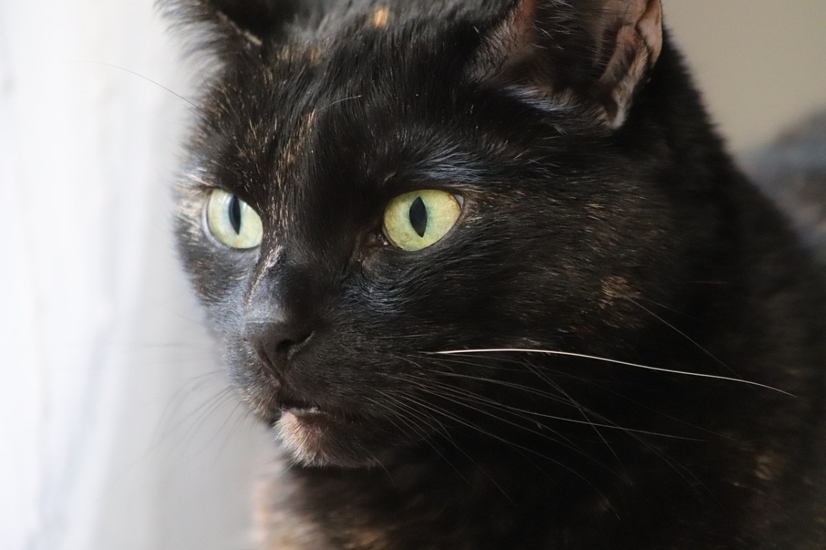 猫、玳瑁、猫的眼睛免费图片