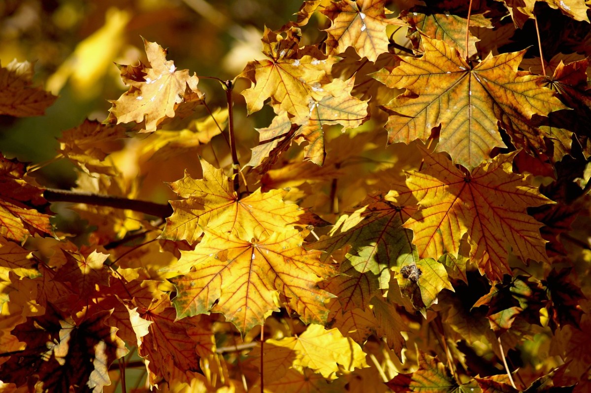 秋季、叶子、秋天树叶免费图片