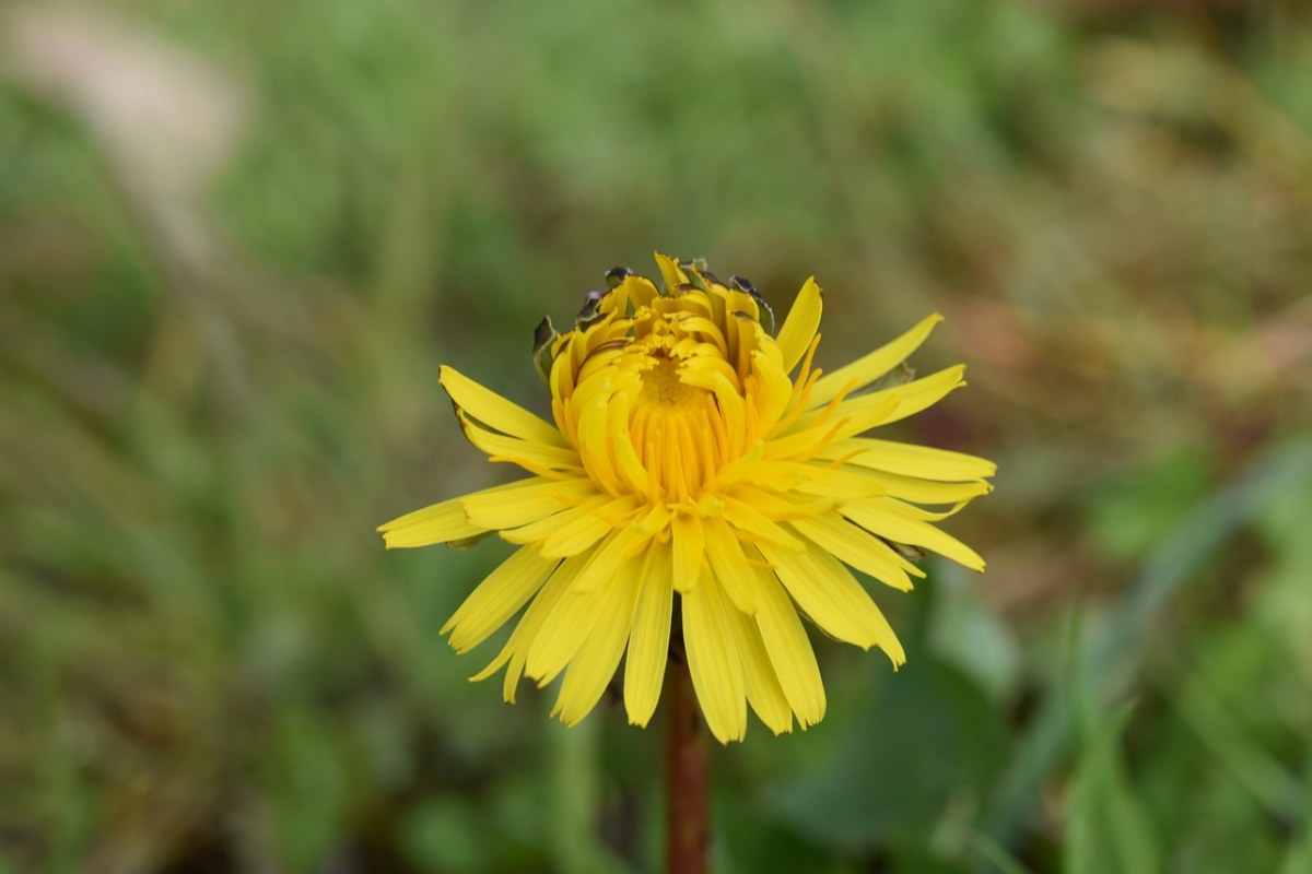 蒲公英花花、黄色的花瓣、植物免费图片