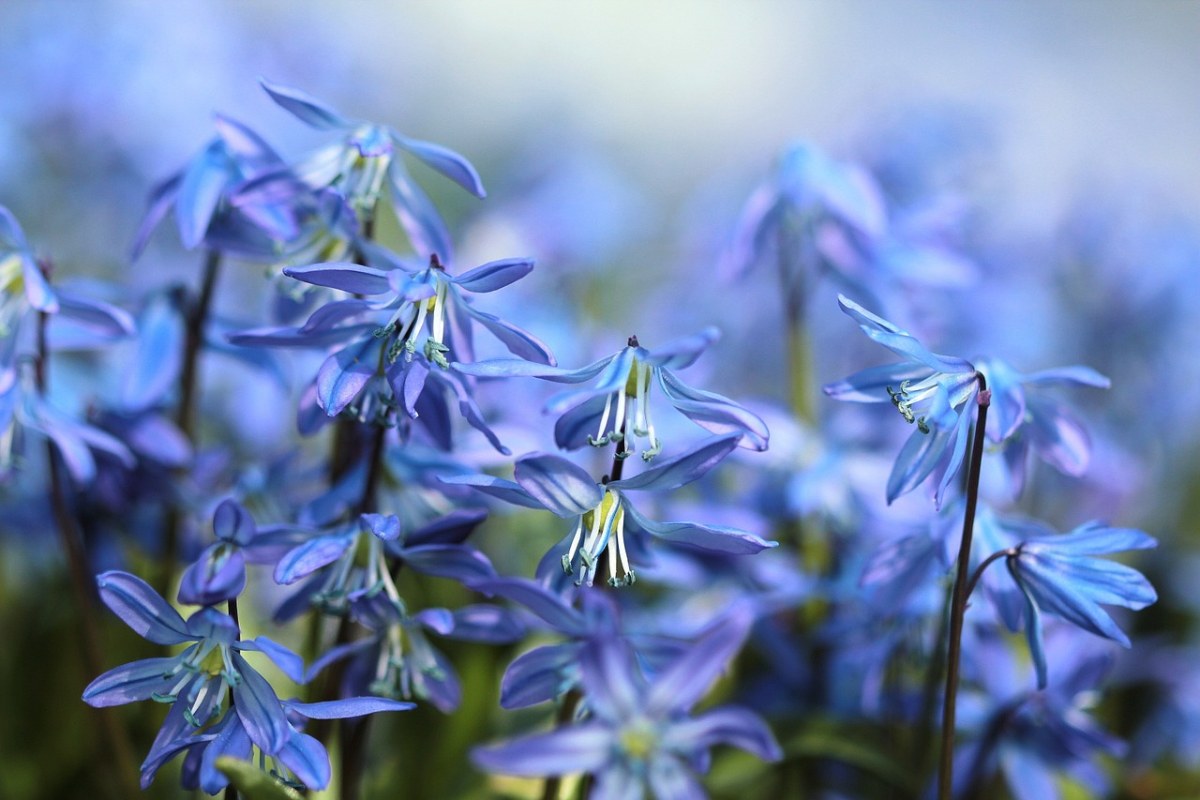蓝色的花朵免费图片