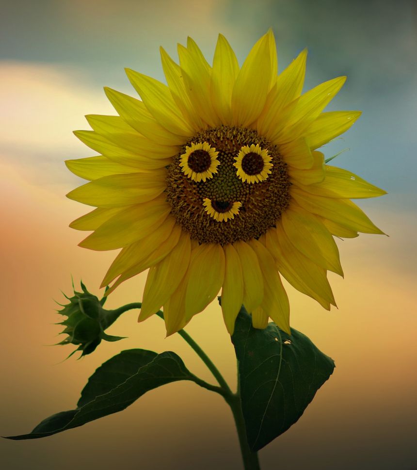 向日葵大微笑品种图片