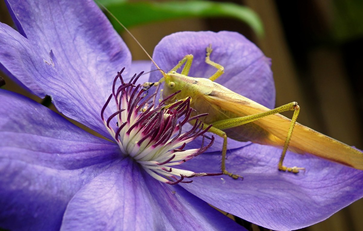 蚱蜢,昆虫,夏天