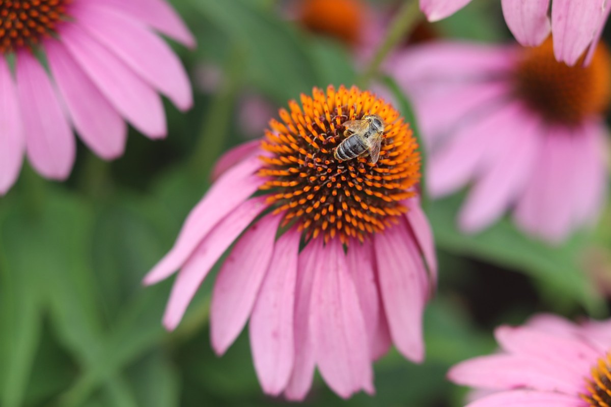 蜜蜂,特写,粉红色