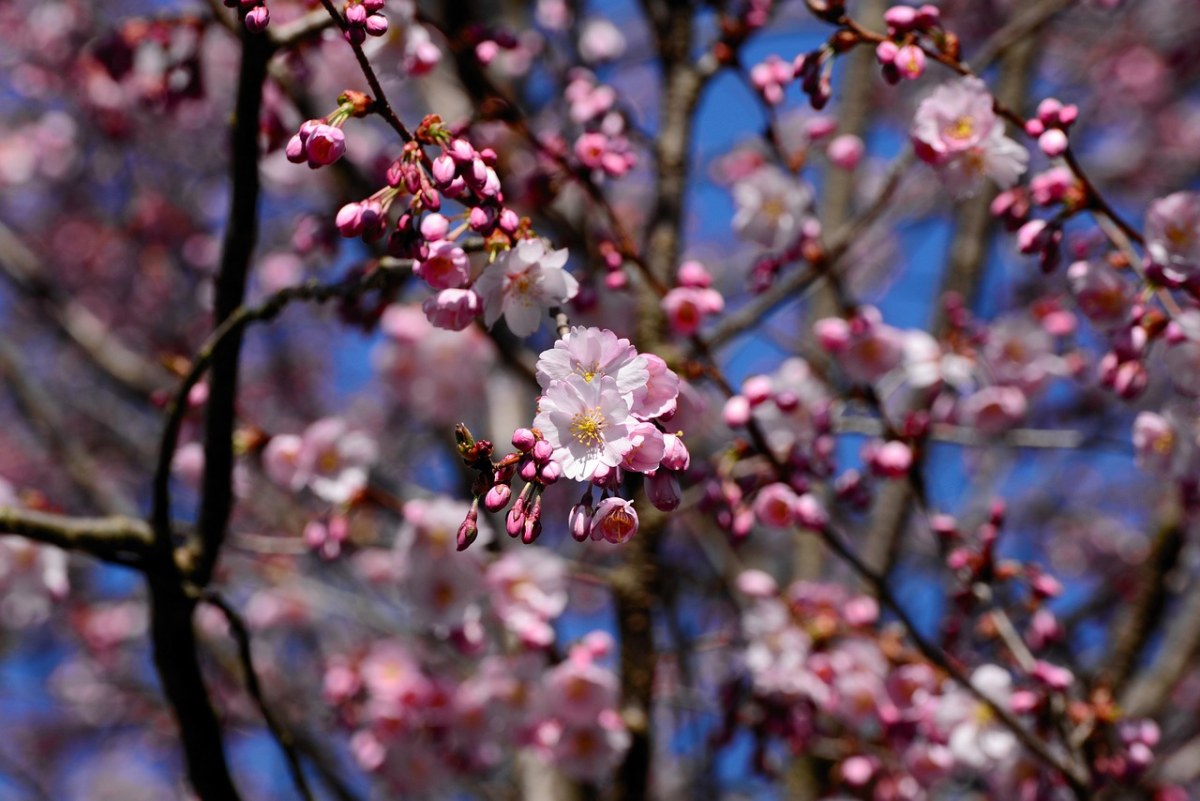 日本樱花盛开、樱花、树免费图片