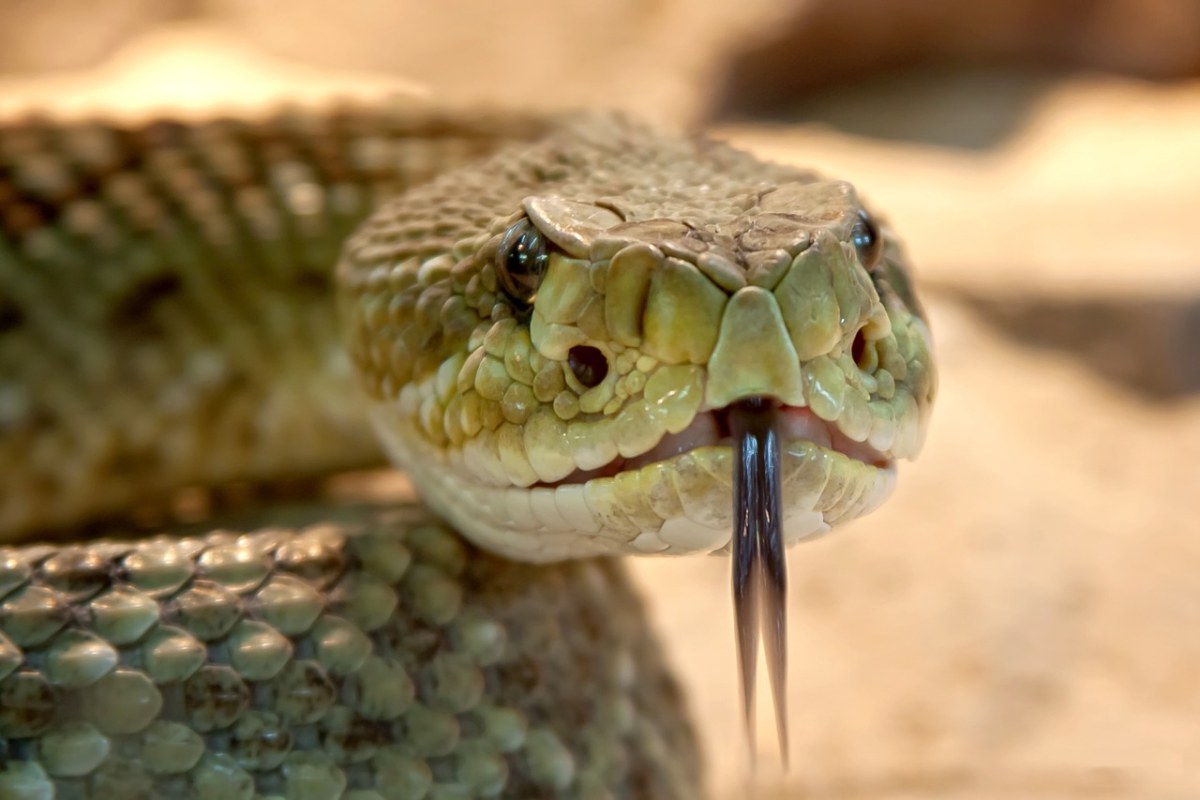 响尾蛇、有毒、蛇免费图片