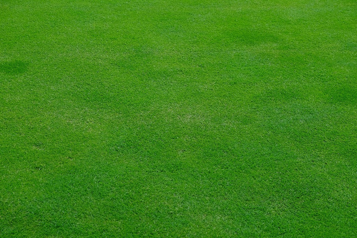 绿色的草坪背景免费图片