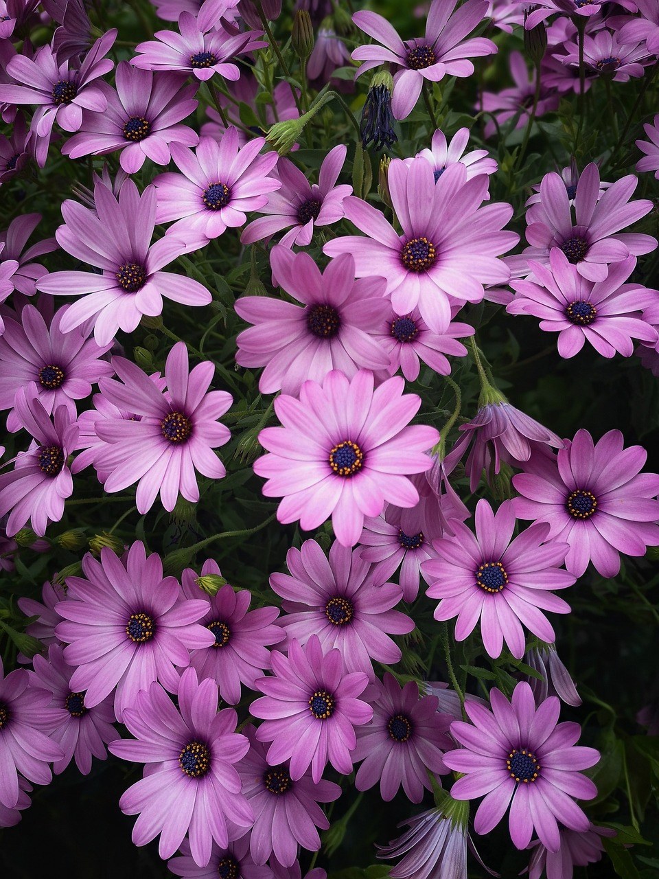 菊科花朵背景图片免费图片