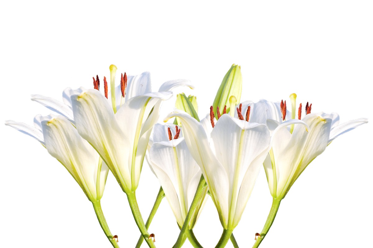 百合花,白色百合,开花