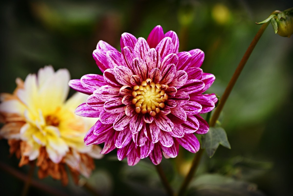 大丽花花、植物、草本的免费图片