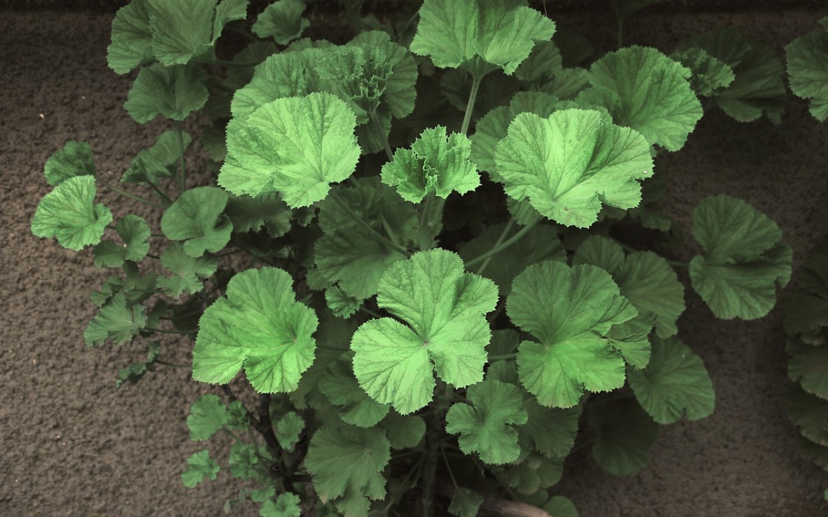 植物,本性,天竺葵