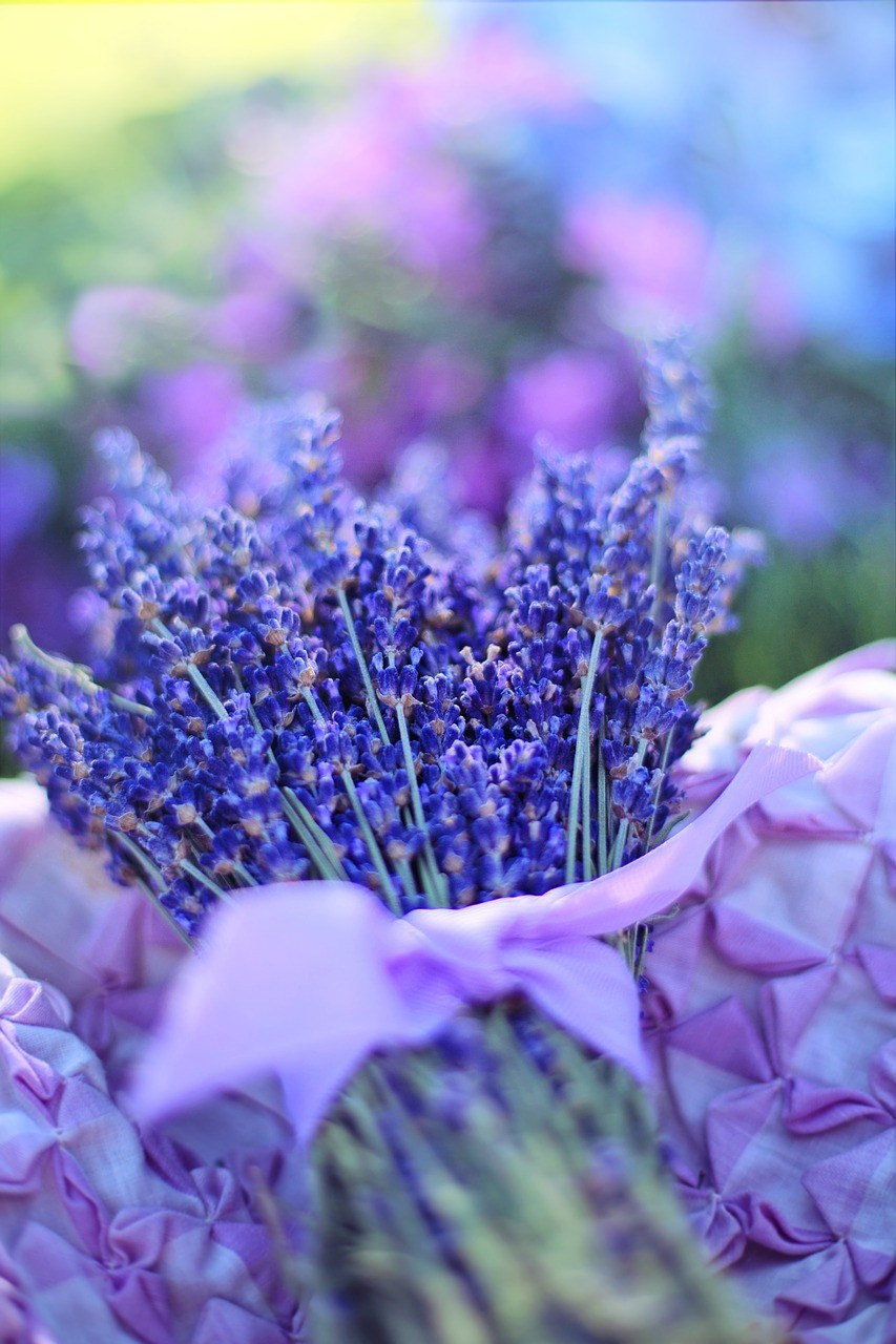 薰衣草、新鲜、鲜花免费图片