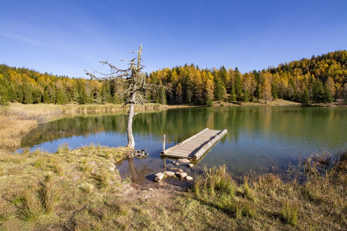 湖泊与湖岸的树林植被风景免费图片