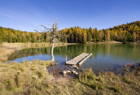湖泊与湖岸的树林植被风景