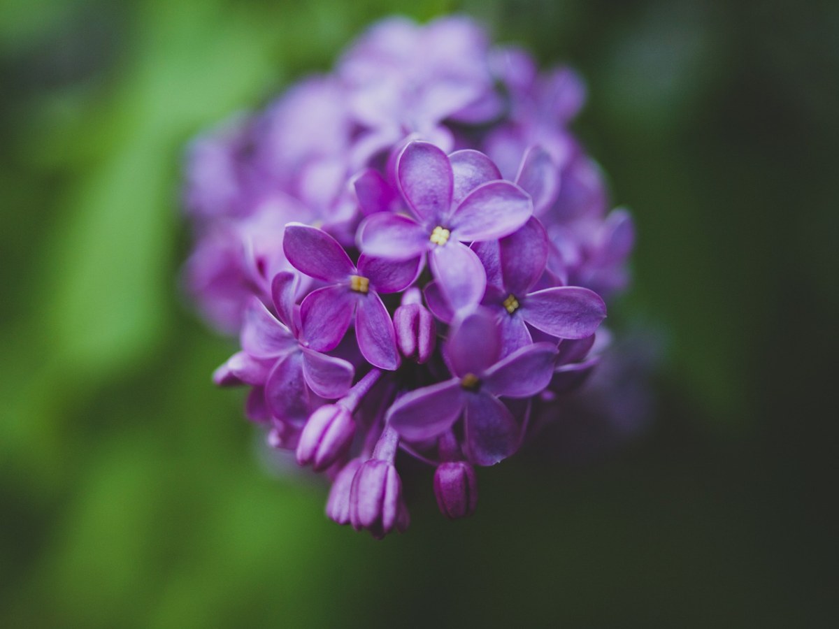 淡紫色的,花,性质