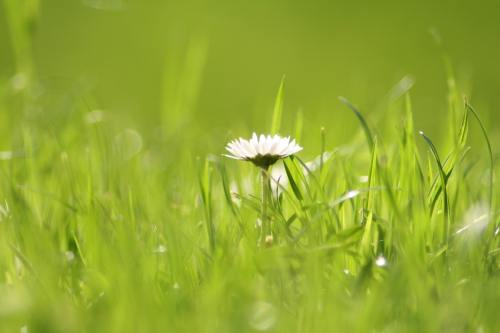 小花朵与绿色青草背景图片