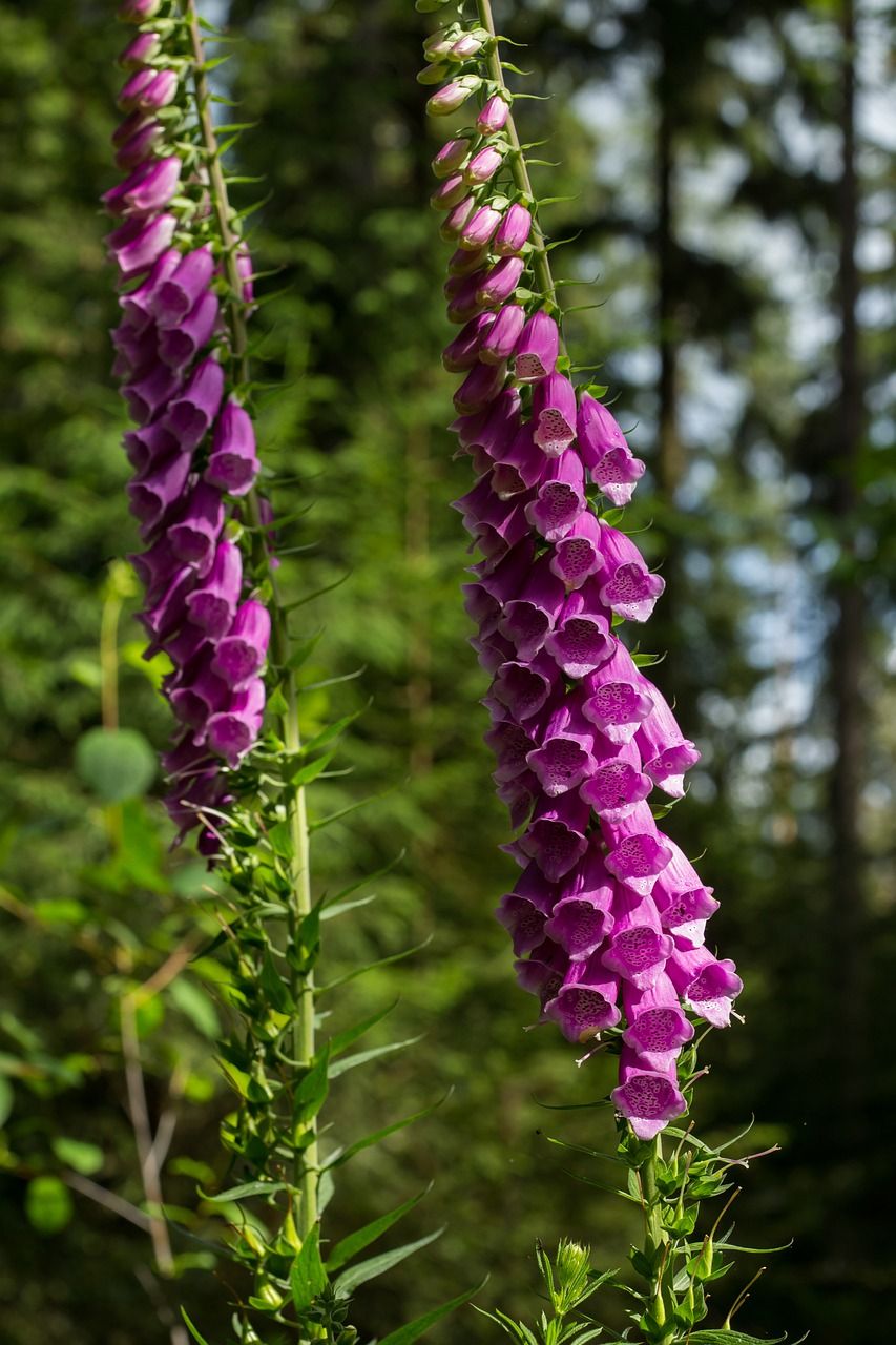 植物,植物开花,野生植物