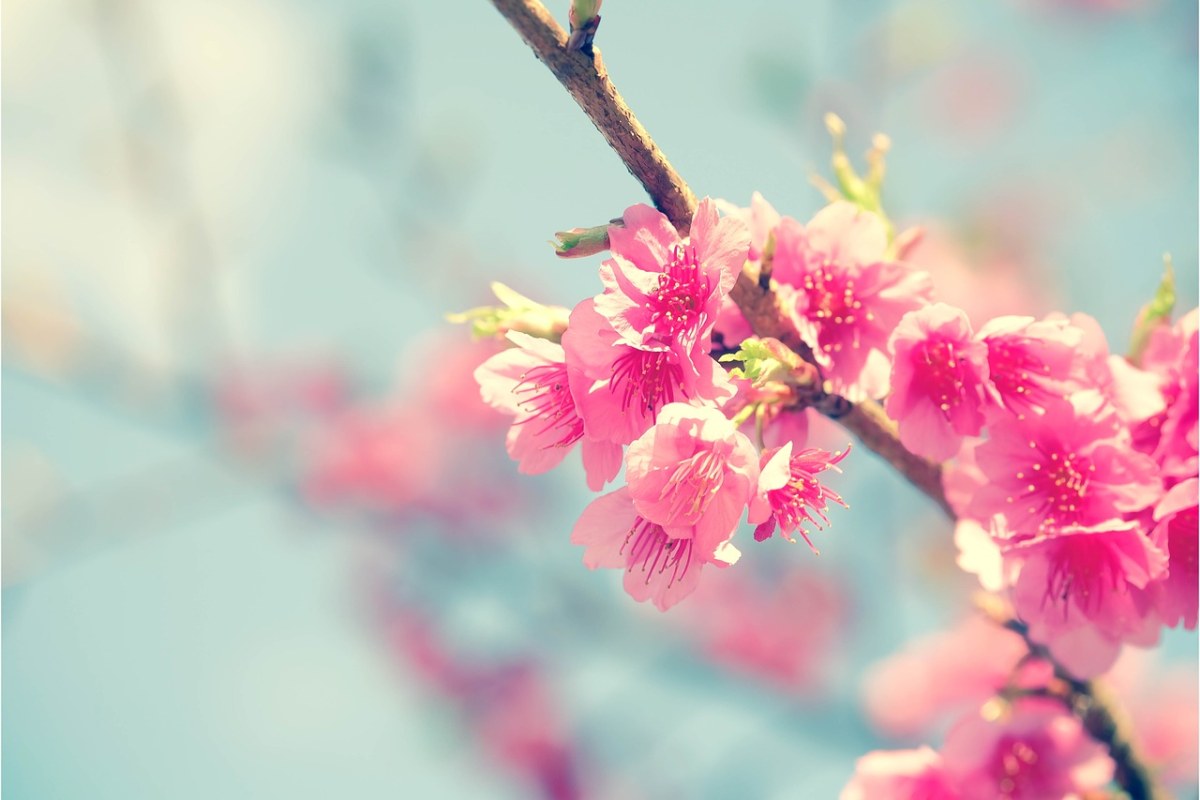 樱花的图片免费图片