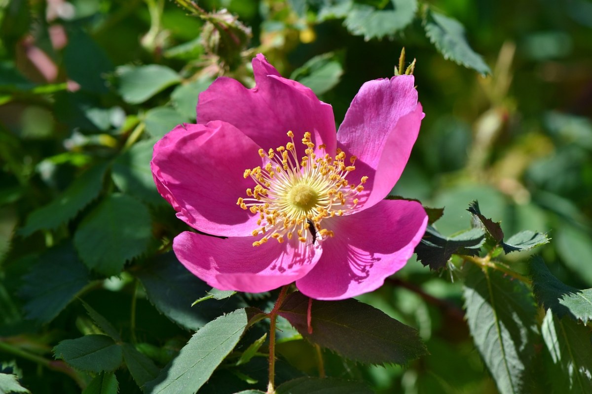 盛开的美蔷薇花朵免费图片