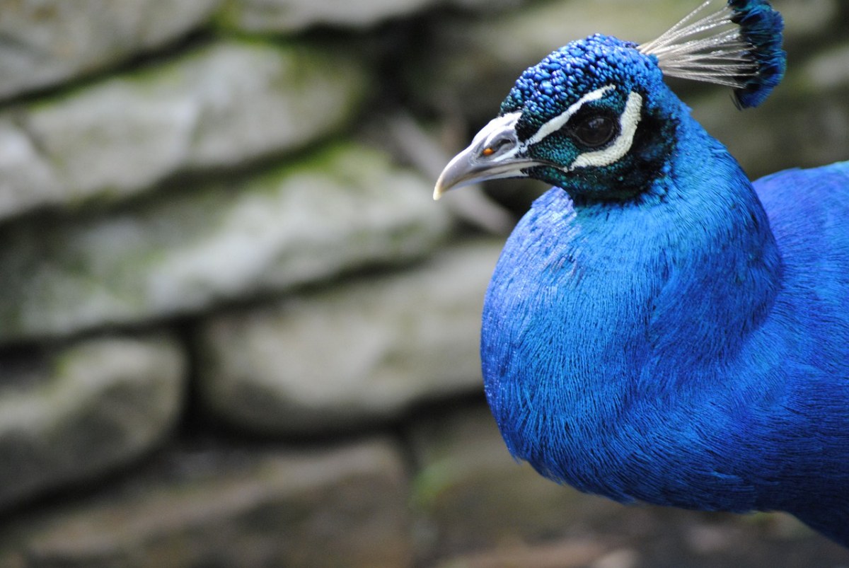 孔雀、鸟、蓝色免费图片