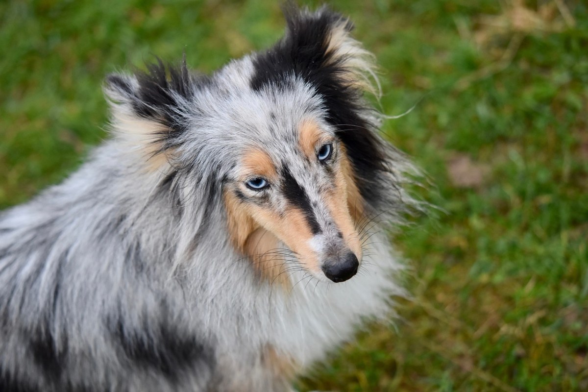 狗、婊子、婊子设得兰群岛牧羊犬免费图片