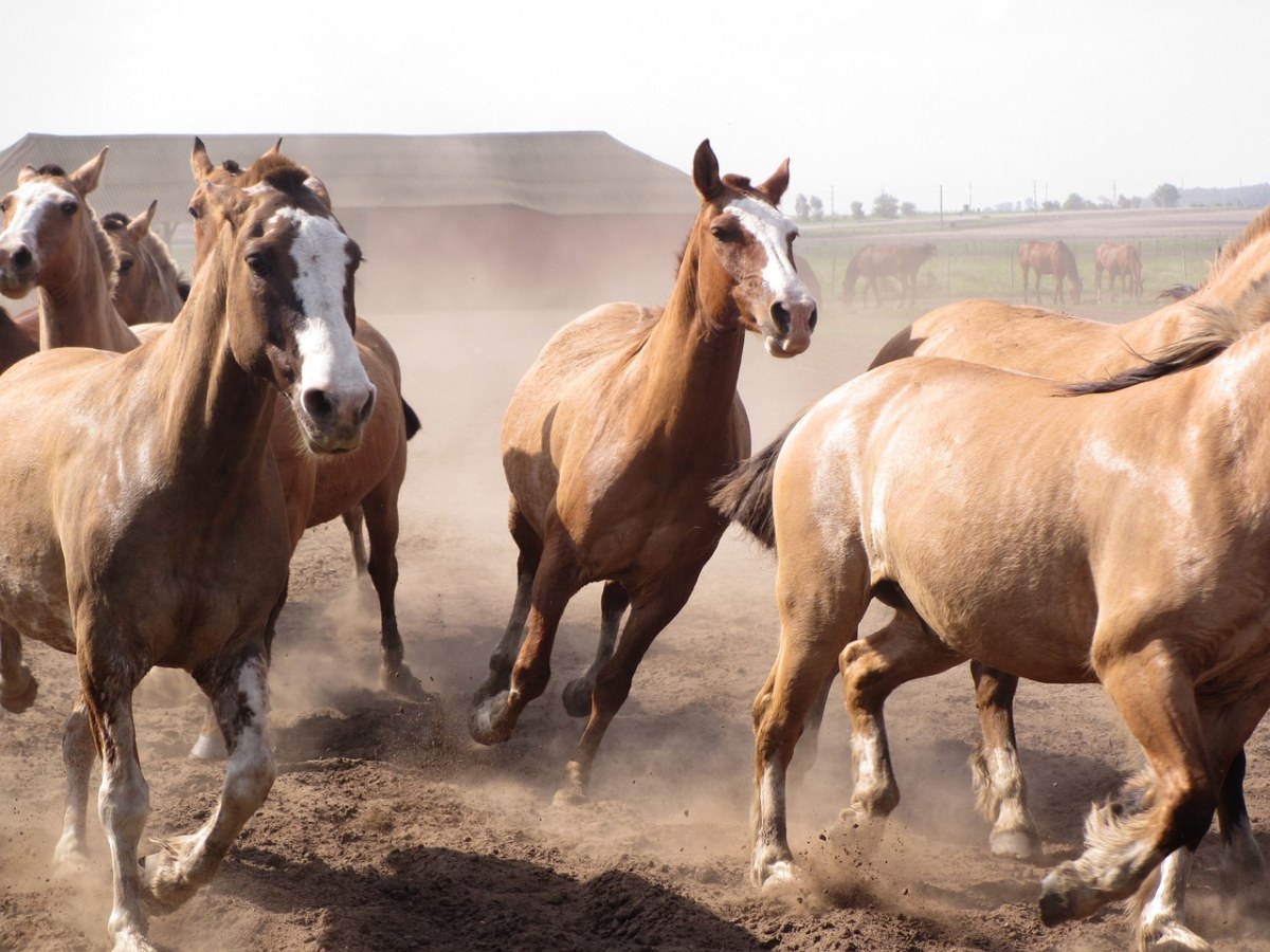 马匹、阿根廷、马鞍免费图片