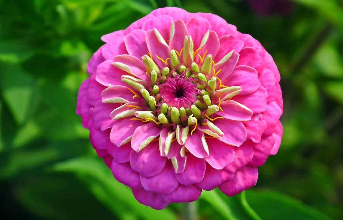 百日草,花,花园