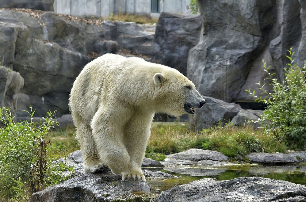 白熊、动物园、北极熊免费图片