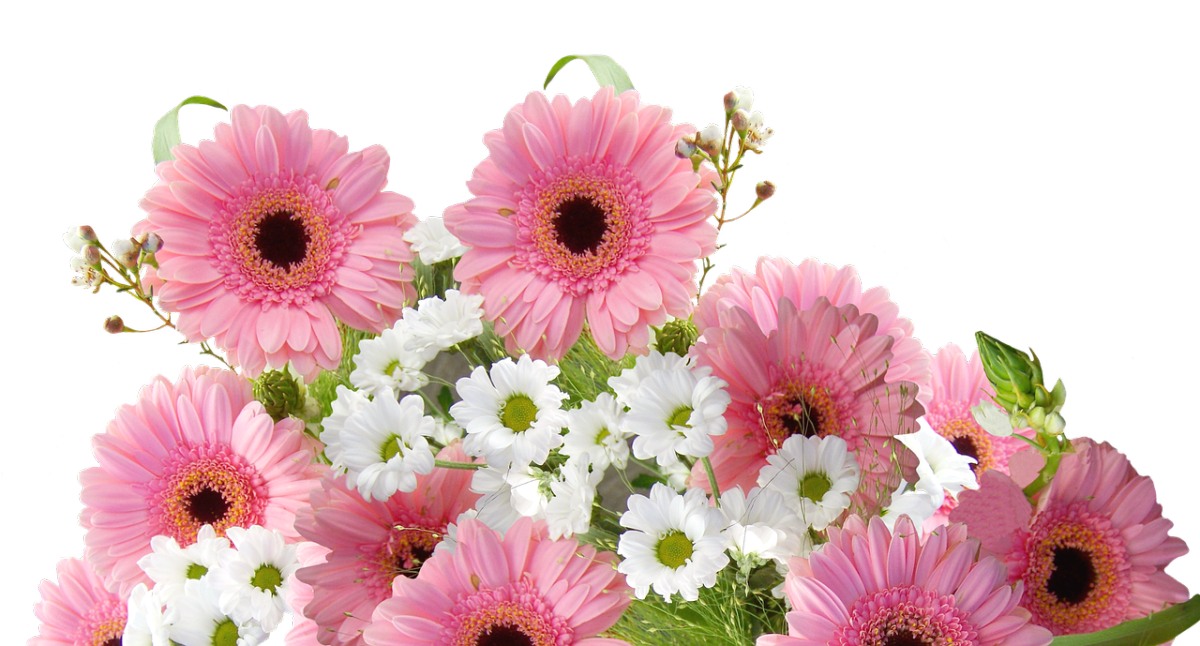 非洲菊、Schnittblume、粉红色免费图片